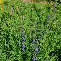Hyssopus officinalis